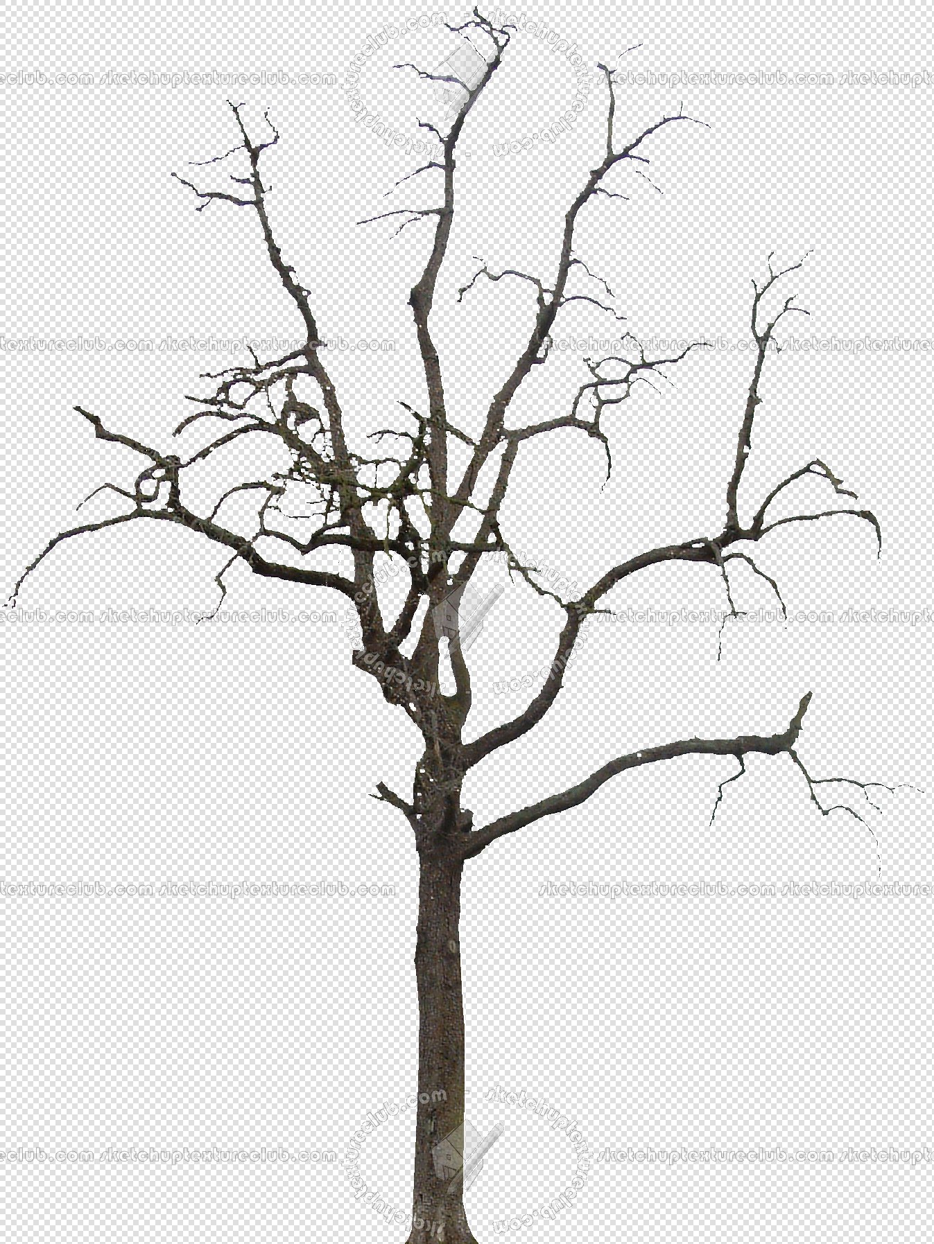 CUT OUT WINTER TREES PACK 1 00036 - 12 - cut out winter trees pack 1 - px 1347x1795