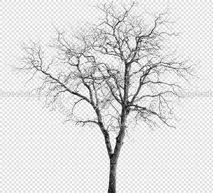 CUT OUT WINTER TREES PACK 2 00039 - 18 - cut out winter tree px 733x665