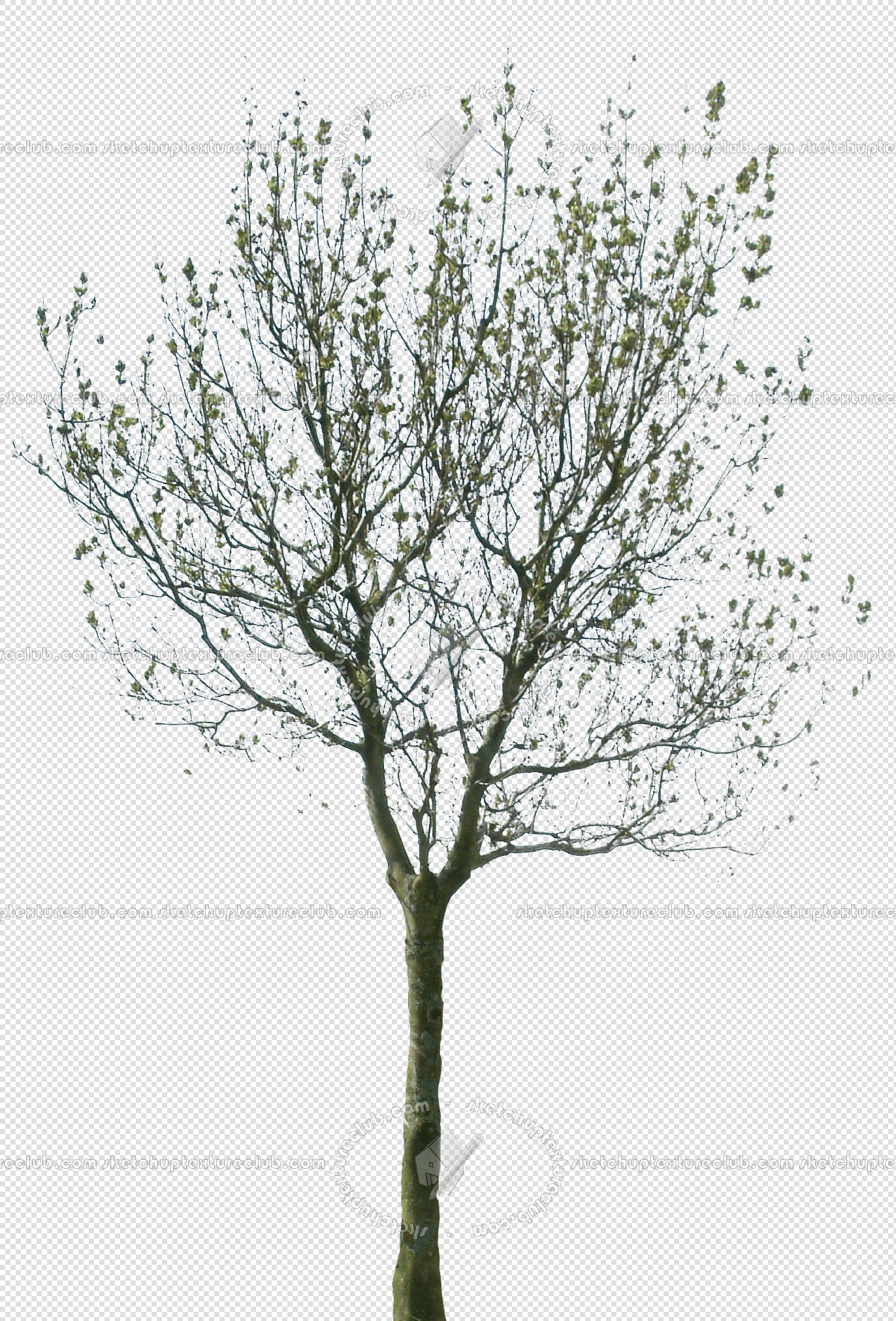 CUT OUT WINTER TREES PACK 1 00036 - 2 - cut out winter trees pack 1 - px 1372x2022