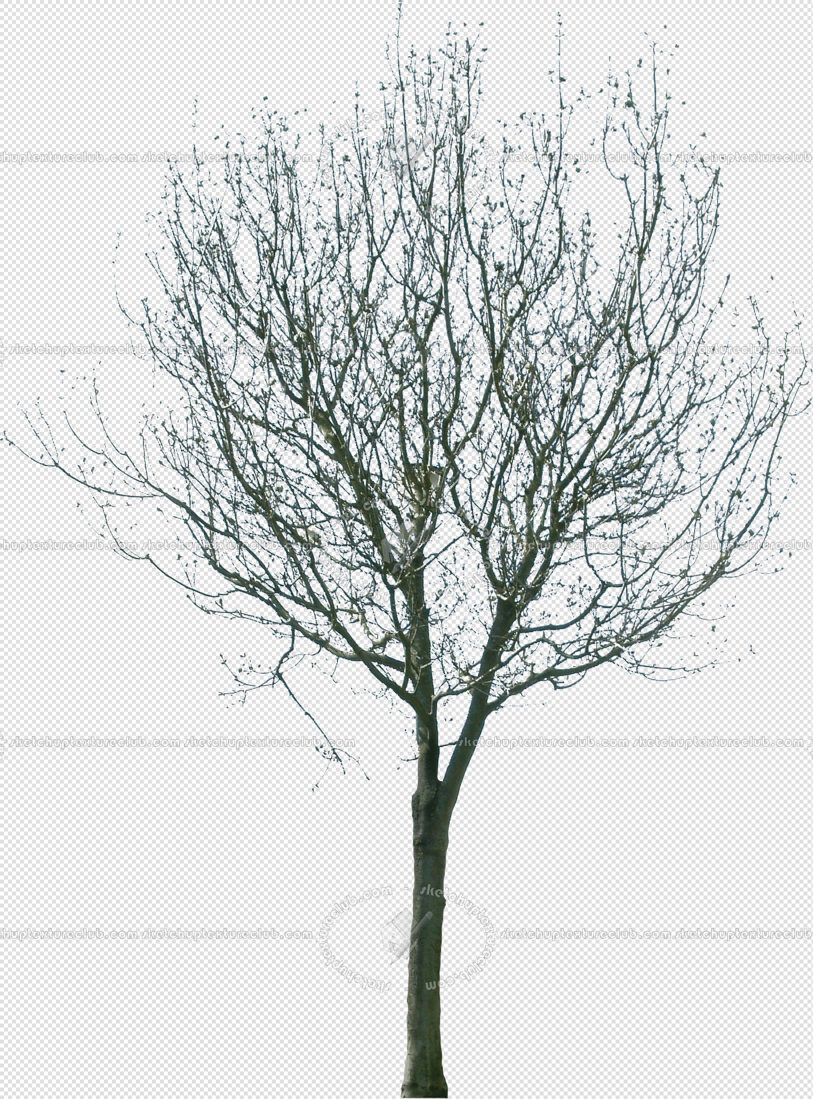 CUT OUT WINTER TREES PACK 1 00036 - 3 - cut out winter trees pack 1 - px 1627x2199