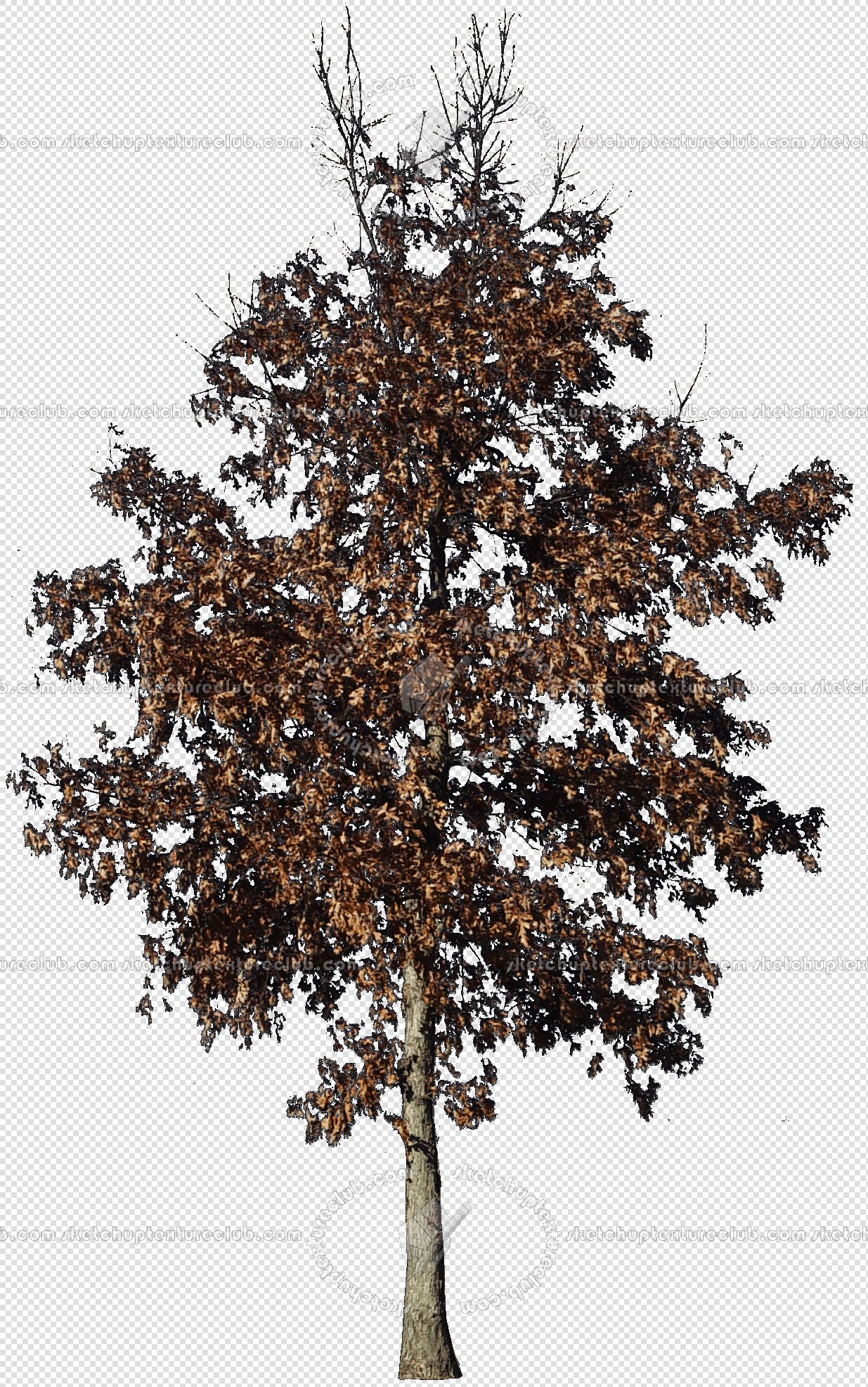 CUT OUT WINTER TREES PACK 1 00036 - 7 - cut out winter trees pack 1 - px 1235x1973