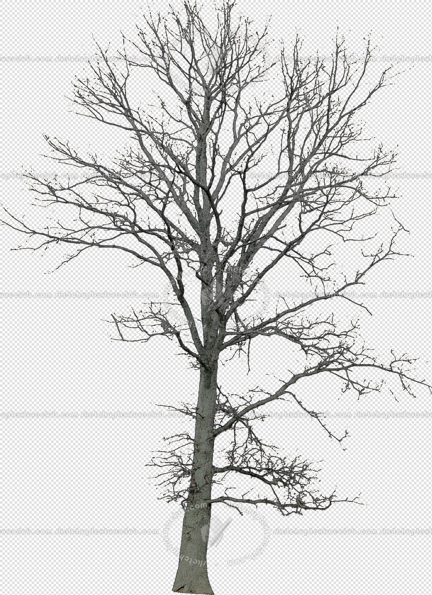 CUT OUT WINTER TREES PACK 1 00036 - 9 - cut out winter trees pack 1 - px 1419x1956