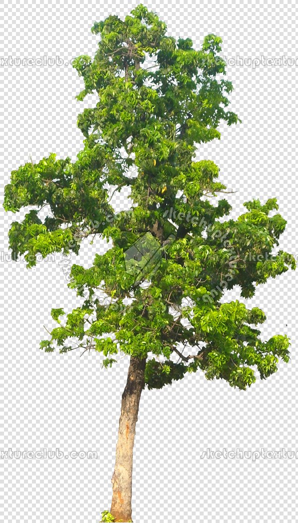 CUT OUT TREES PACKAGE 3 00015 - pixel 597 x 1047