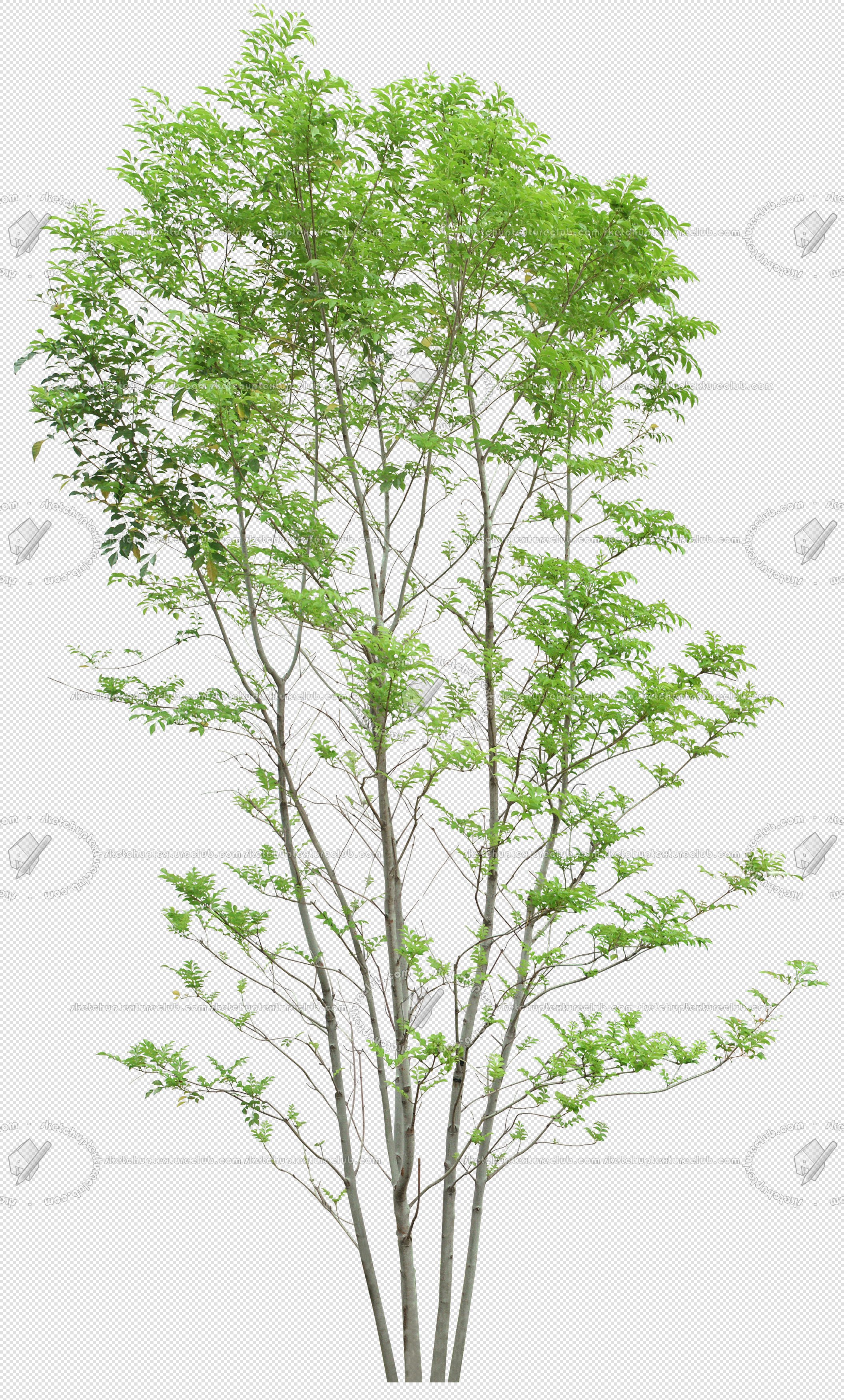 CUT OUT TREES PACKAGE 4 00019 - Pixel 2111 x 3500