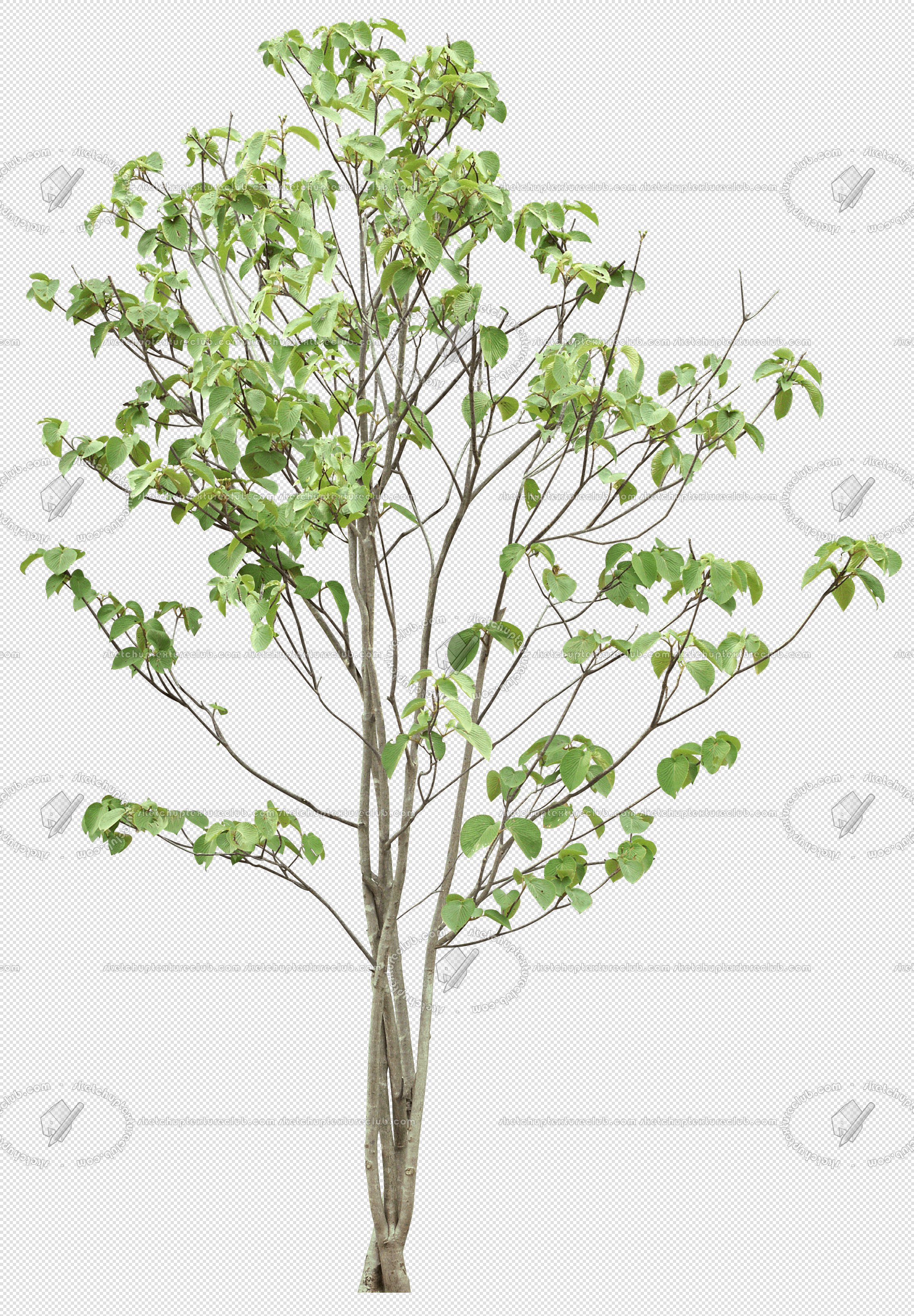 CUT OUT TREES PACKAGE 5 00034 - 5 - cut out tree pack 5 px 2271x3000