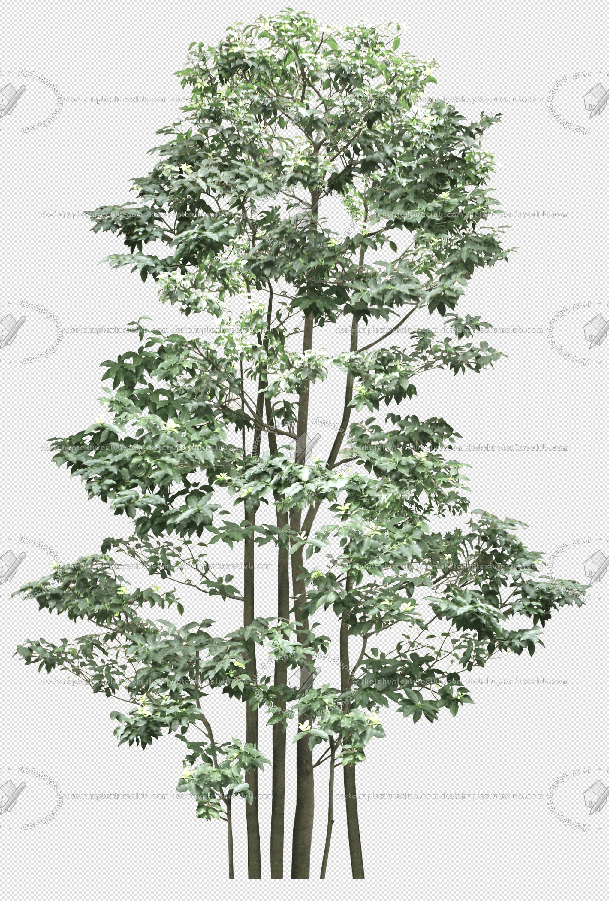 CUT OUT TREES PACK 6 00041 - 3 cut out tree pack 6 px 2029x3000