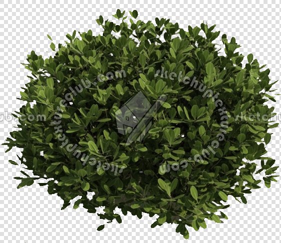 CUT OUT SHRUBS PACK 2 00021 - Pixel 563 x 486