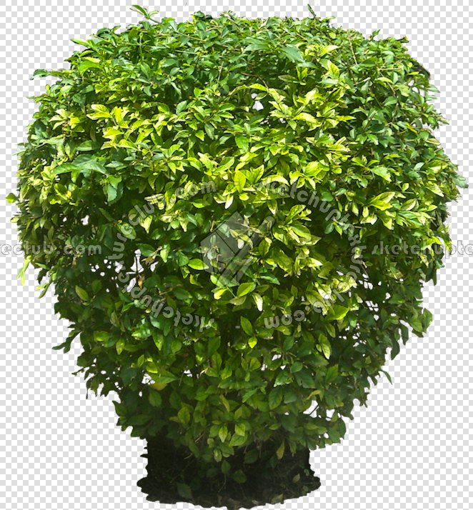 CUT OUT SHRUBS PACK 2 00021 - Pixel 672 x 714
