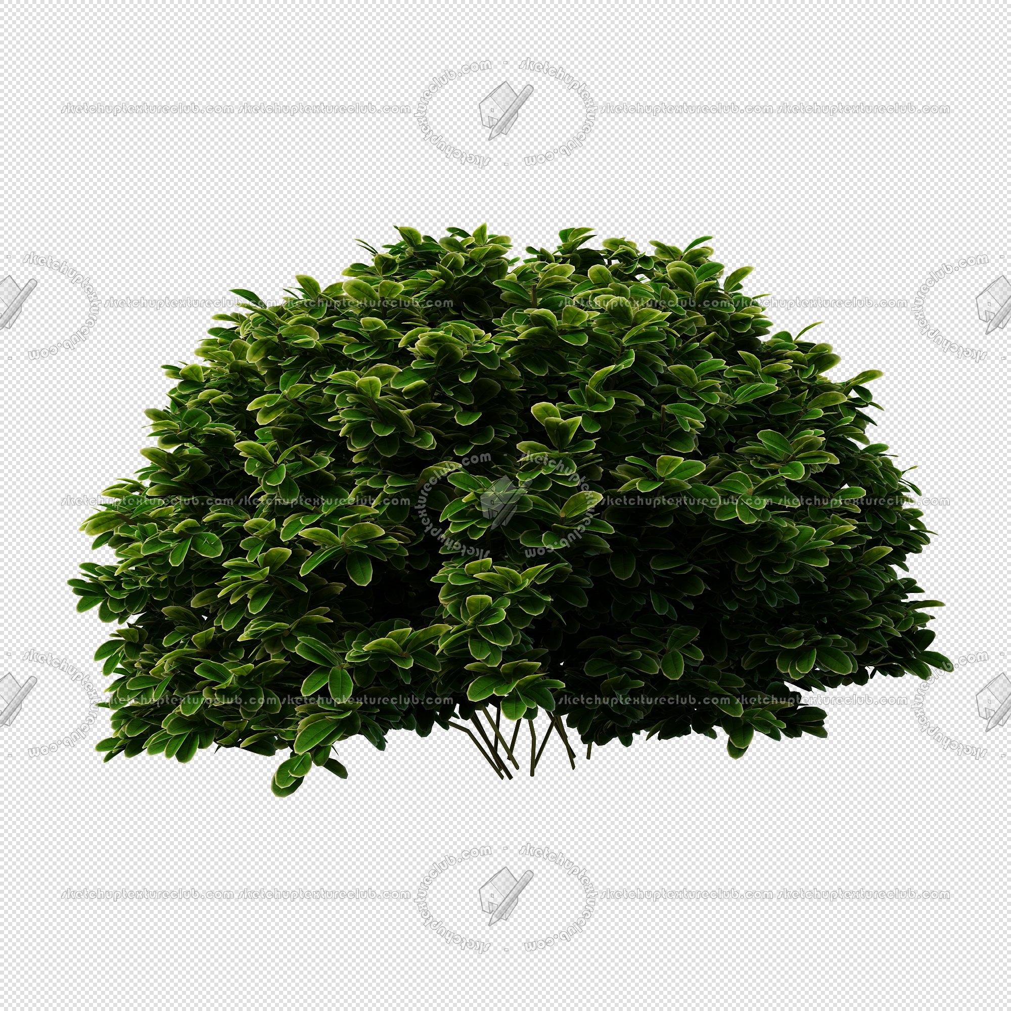 CUT OUT SHRUBS PACK 2 00021 - Pixel 2000 x 2000