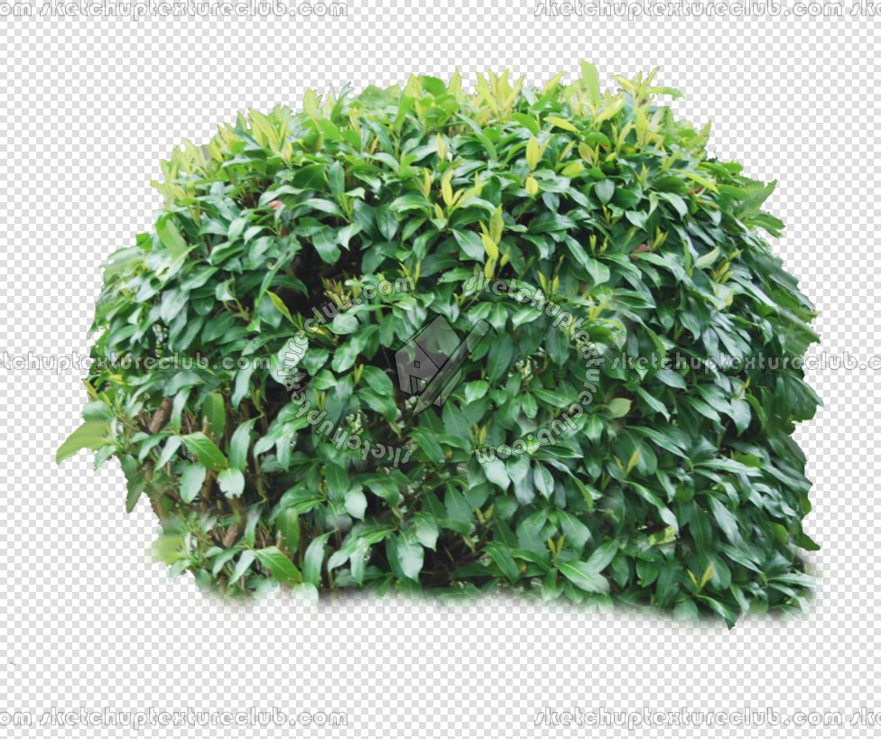 CUT OUT SHRUBS PACK 2 00021 - Pixel 976 x 976