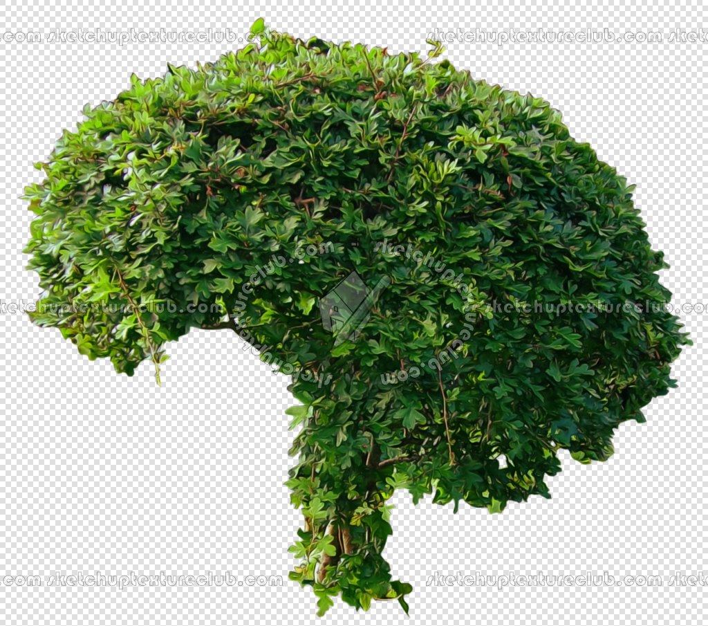 CUT OUT SHRUBS PACK 2 00021 - Pixel 1024 x 905