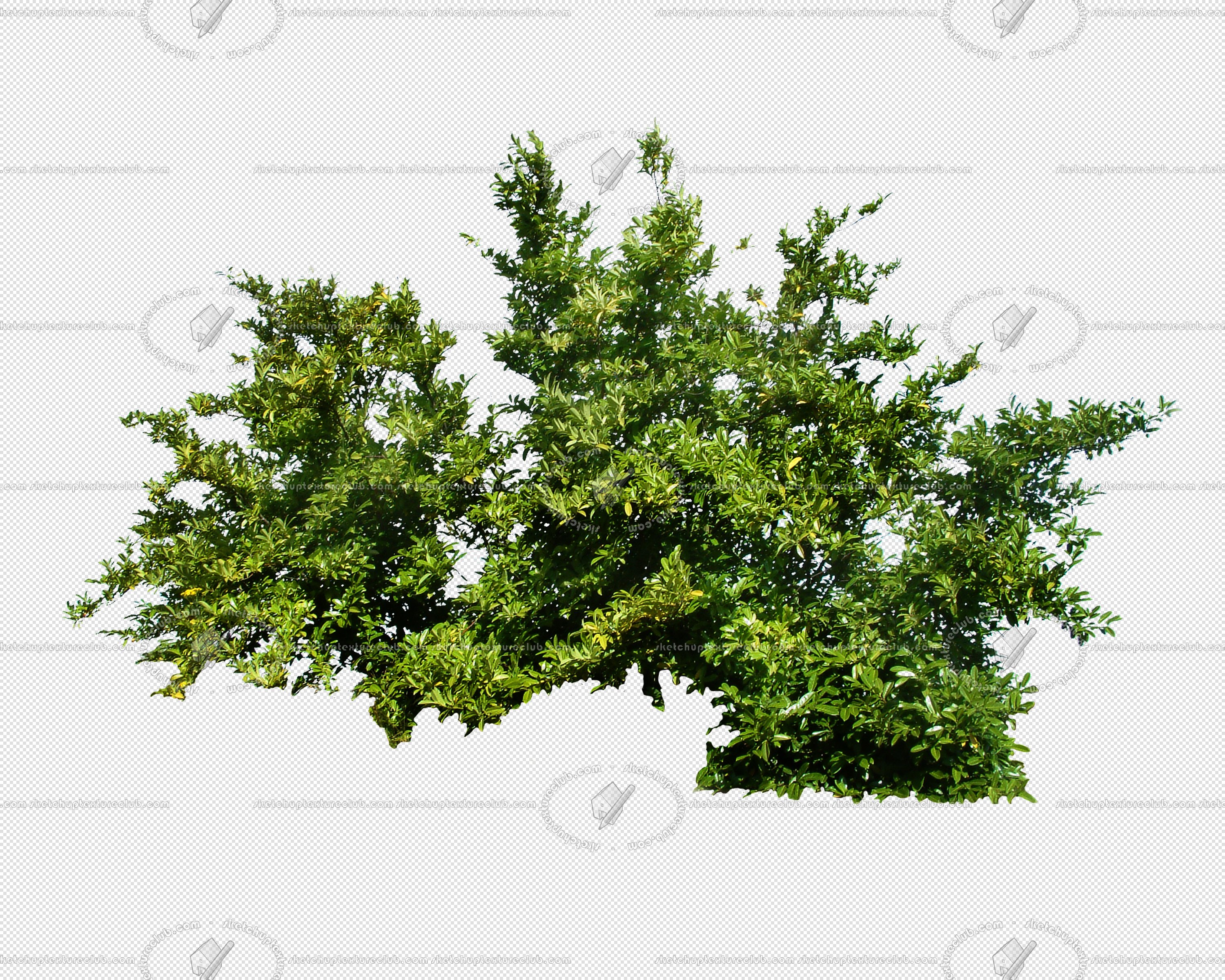 CUT OUT SHRUBS & HEDGES PACK 4 00023 - cut out shrub pack 4.11 pixel 3000 x 2400