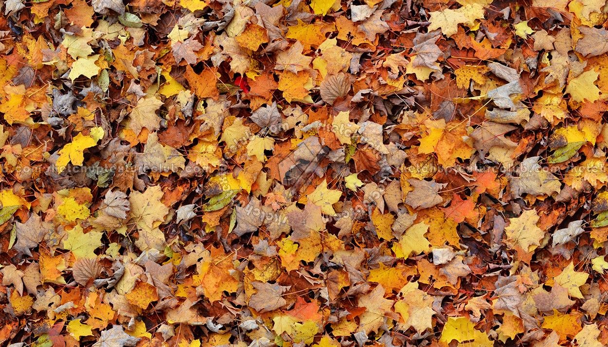 Textures   -   NATURE ELEMENTS   -   VEGETATION   -   Leaves dead  - Leaves dead texture seamless 13117 (seamless)