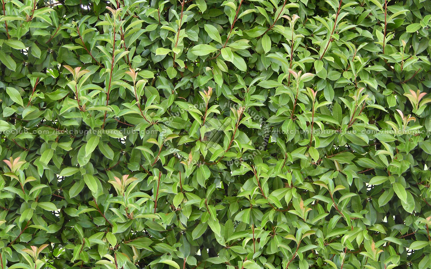 Textures   -   NATURE ELEMENTS   -   VEGETATION   -   Hedges  - Green hedge texture seamless 13070 (seamless)