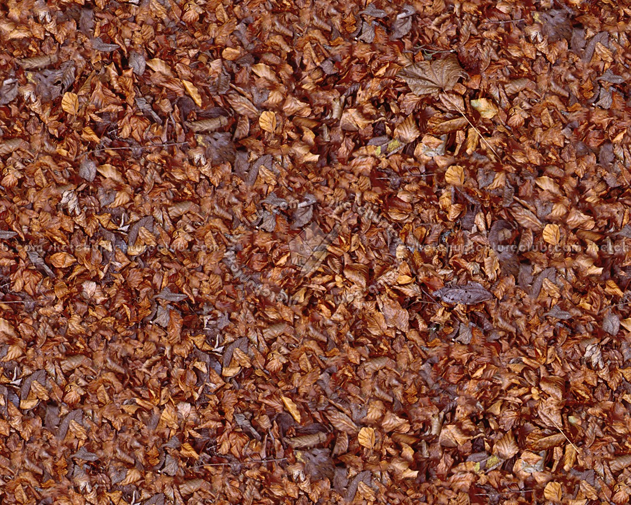 Textures   -   NATURE ELEMENTS   -   VEGETATION   -   Leaves dead  - Leaves dead texture seamless 13119 (seamless)