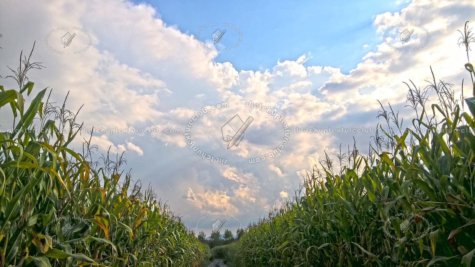 Textures   -   BACKGROUNDS & LANDSCAPES   -   NATURE   -   Countrysides & Hills  - Countrysides landscape with corncobs texture 17503