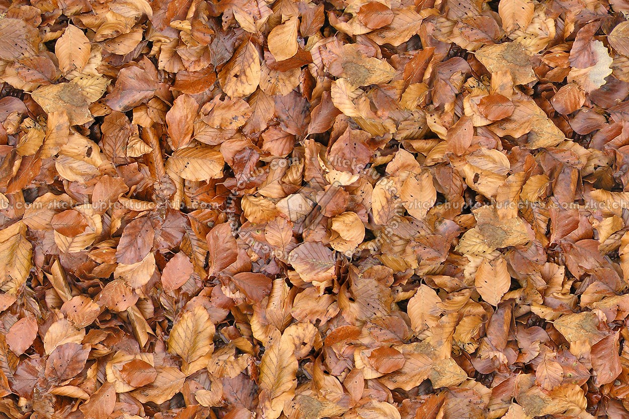 Textures   -   NATURE ELEMENTS   -   VEGETATION   -   Leaves dead  - Leaves dead texture seamless 13126 (seamless)