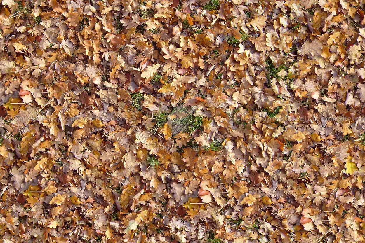 Textures   -   NATURE ELEMENTS   -   VEGETATION   -   Leaves dead  - Leaves dead texture seamless 13128 (seamless)