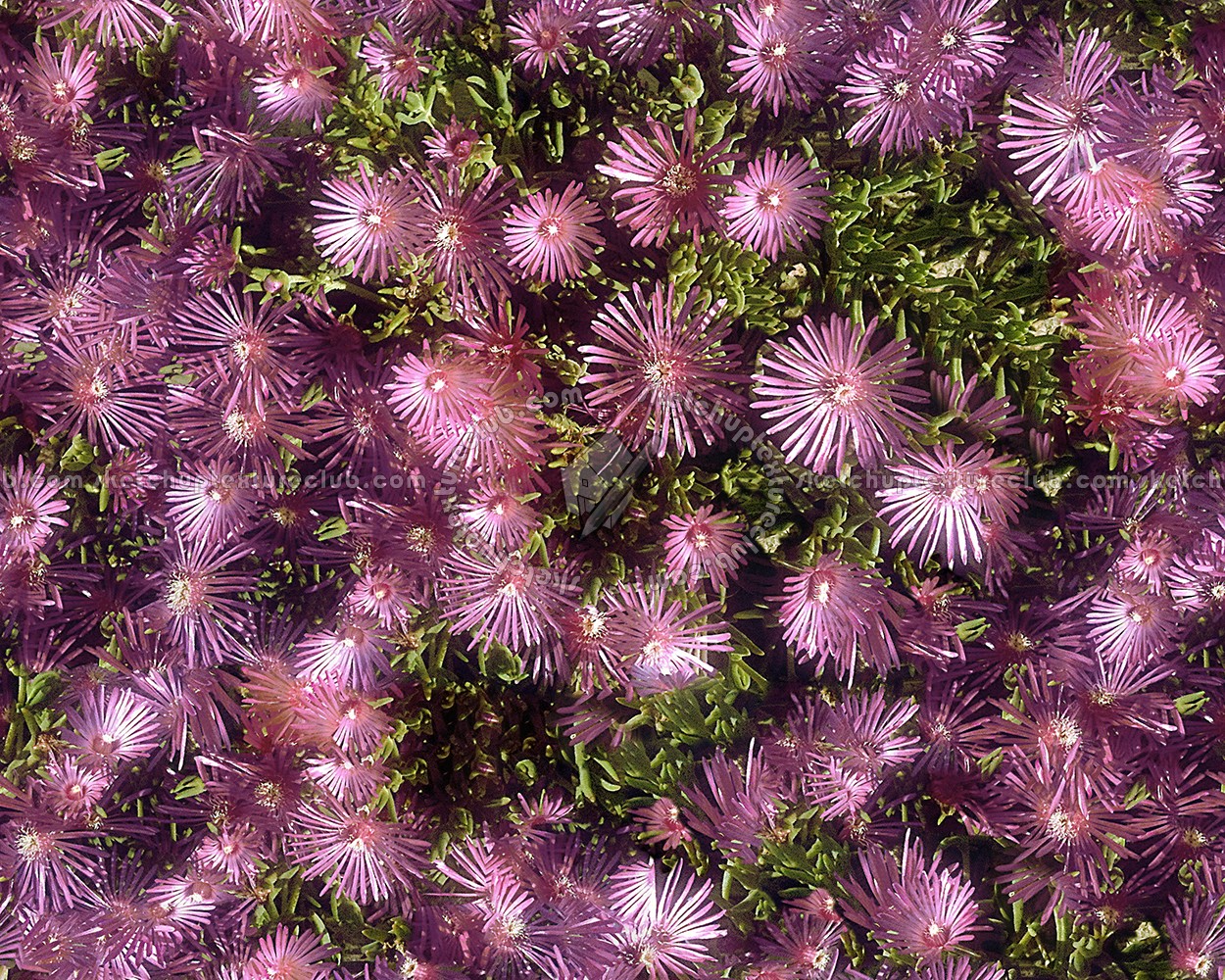 Textures   -   NATURE ELEMENTS   -   VEGETATION   -   Hedges  - Hedge in bloom texture seamless 13080 (seamless)