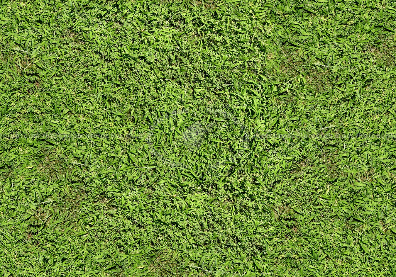 Textures   -   NATURE ELEMENTS   -   VEGETATION   -   Green grass  - Green grass texture seamless 12983 (seamless)
