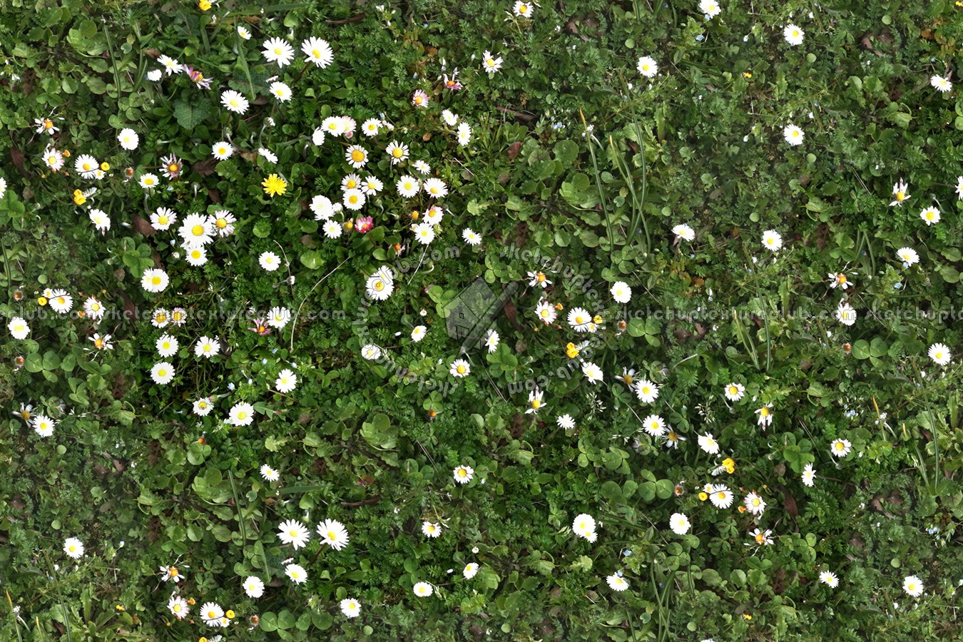 Textures   -   NATURE ELEMENTS   -   VEGETATION   -   Flowery fields  - Flowery meadow texture seamless 12956 (seamless)