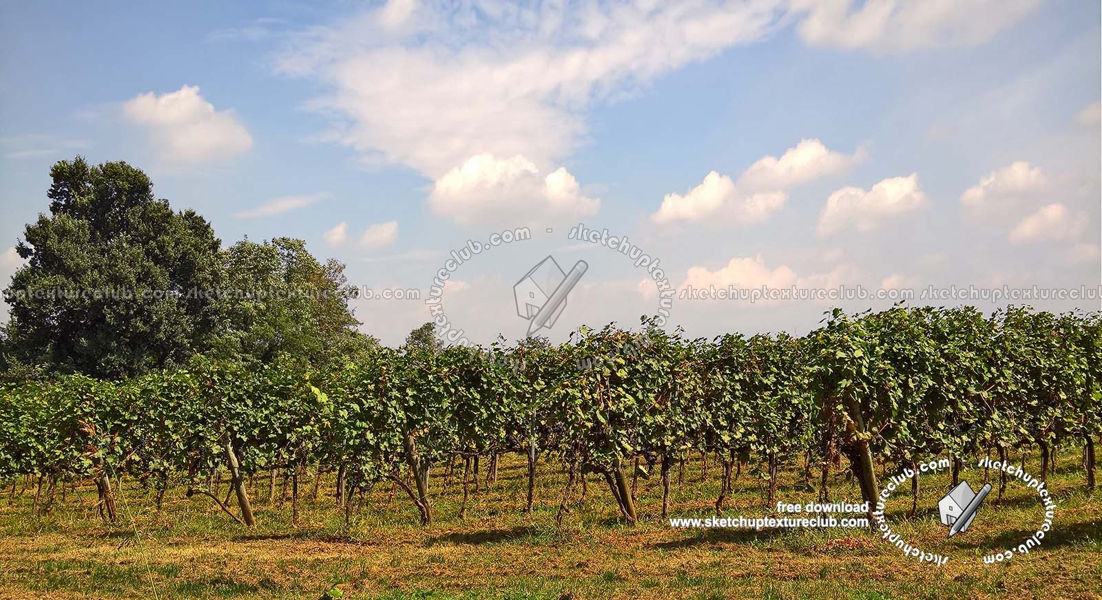 Textures   -   BACKGROUNDS &amp; LANDSCAPES   -   NATURE   -   Vineyards  - Italy vineyards background 18052