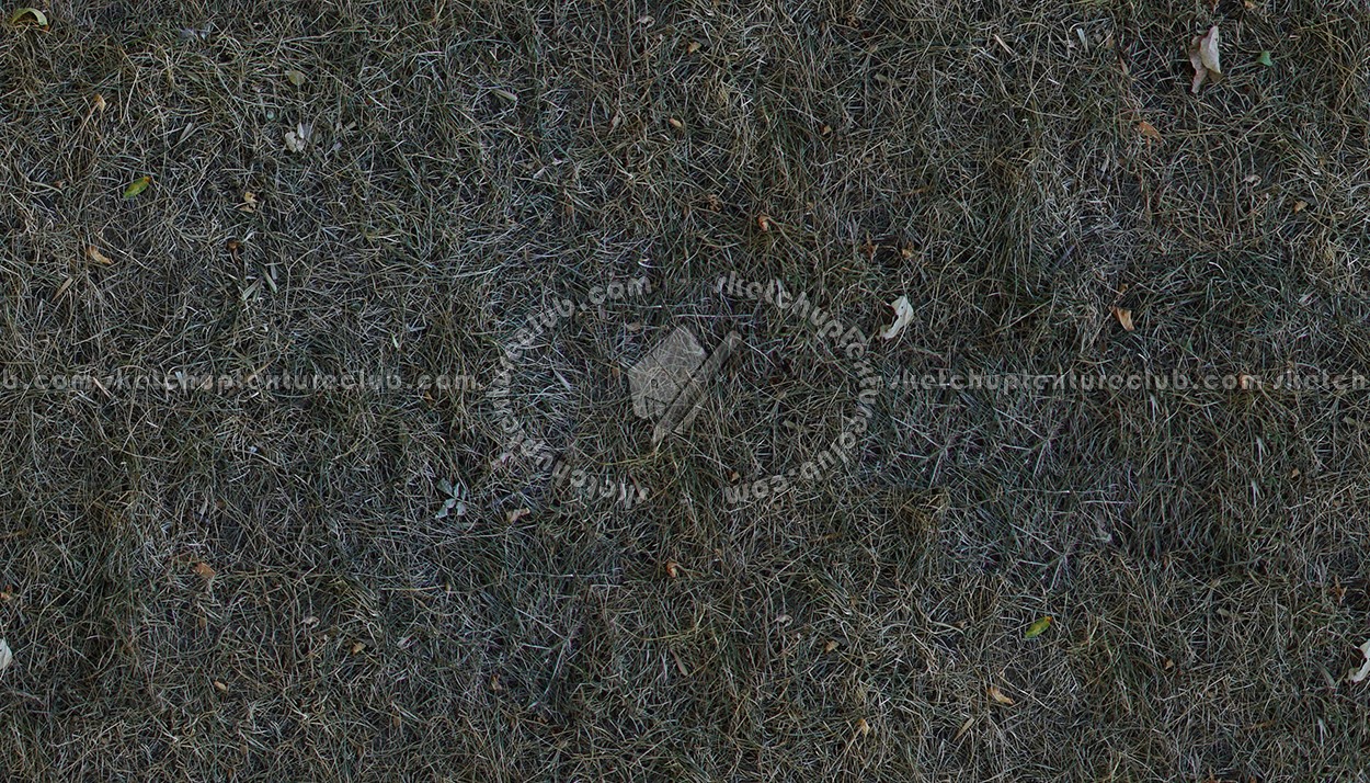 Textures   -   NATURE ELEMENTS   -   VEGETATION   -   Dry grass  - Dry grass texture seamless 12936 (seamless)