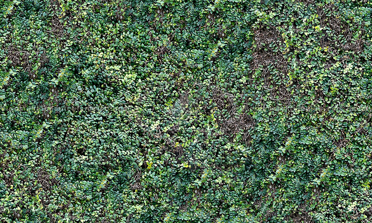 Textures   -   NATURE ELEMENTS   -   VEGETATION   -   Hedges  - Green hedge texture seamless 13091 (seamless)