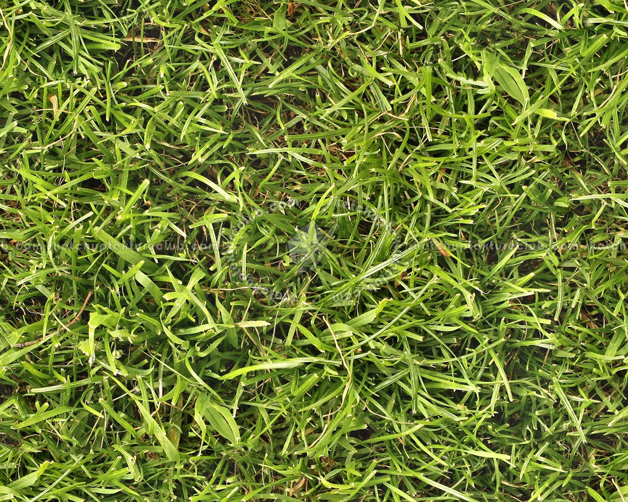 Textures   -   NATURE ELEMENTS   -   VEGETATION   -   Green grass  - Green grass texture seamless 12994 (seamless)