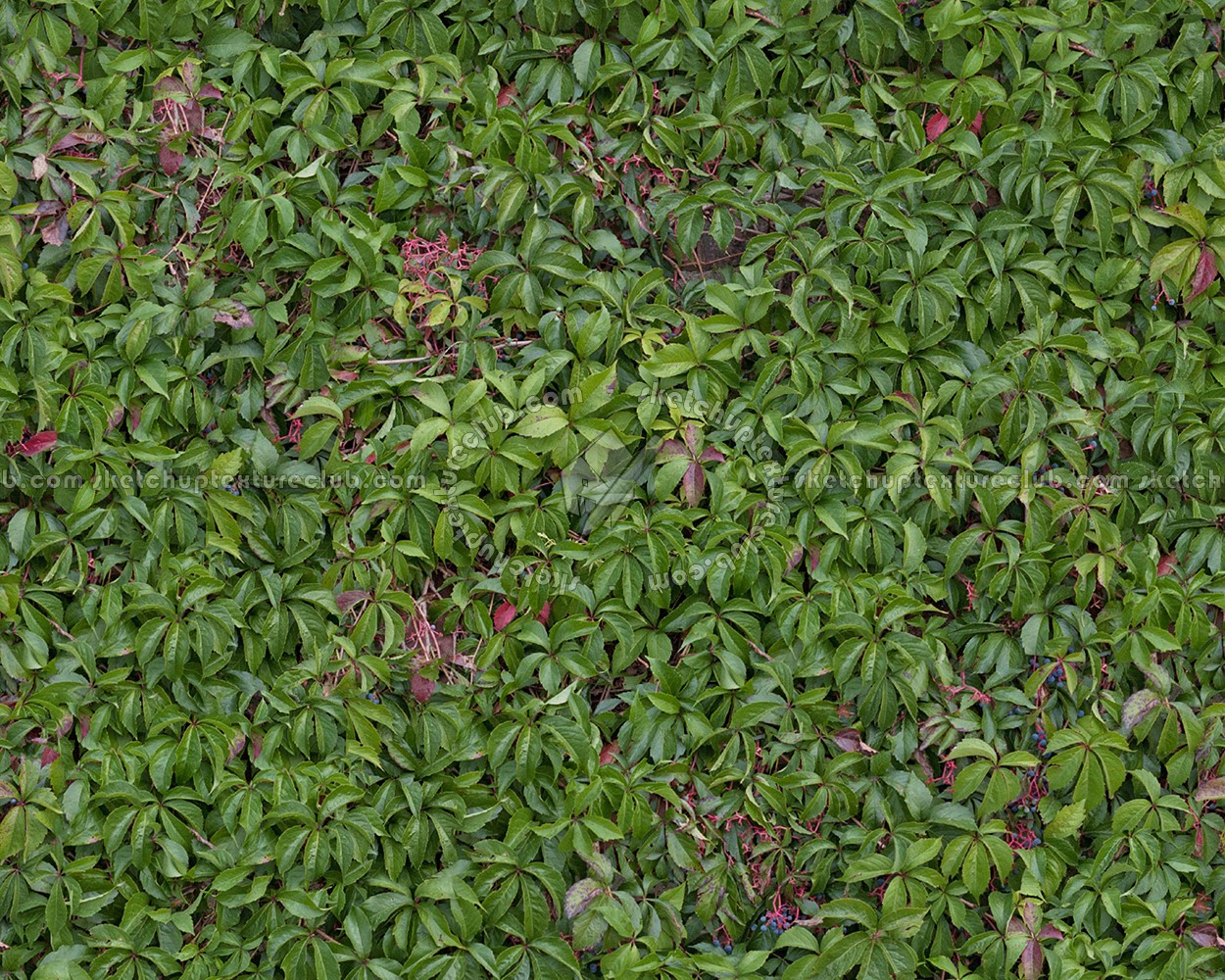 Textures   -   NATURE ELEMENTS   -   VEGETATION   -   Hedges  - Green hedge texture seamless 13096 (seamless)
