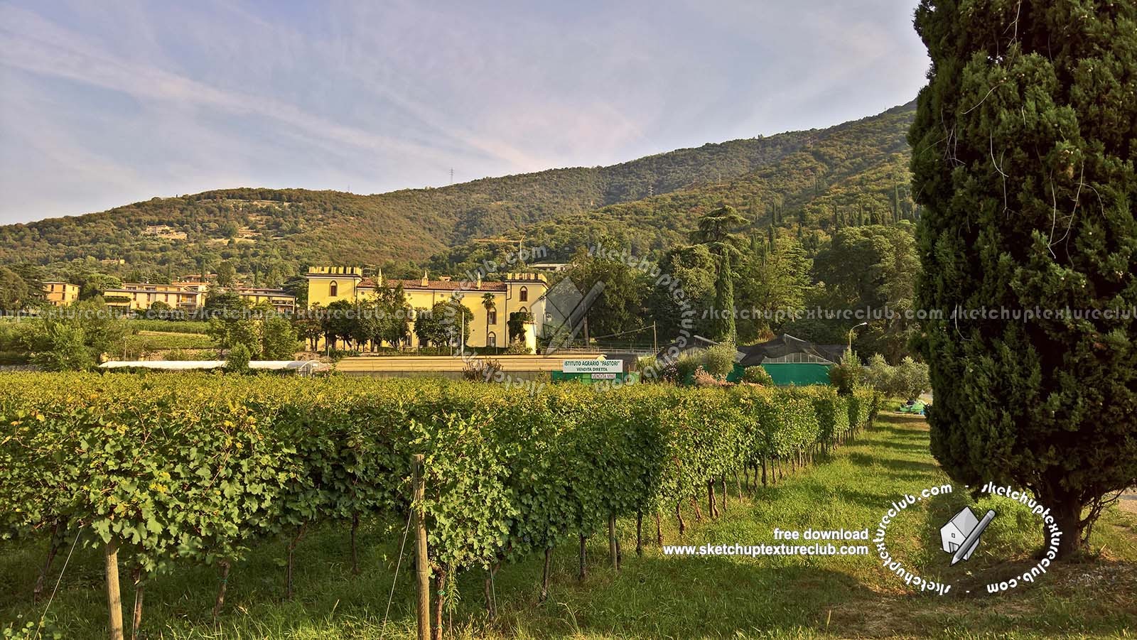 Textures   -   BACKGROUNDS &amp; LANDSCAPES   -   NATURE   -   Vineyards  - Italy vineyards background 18060