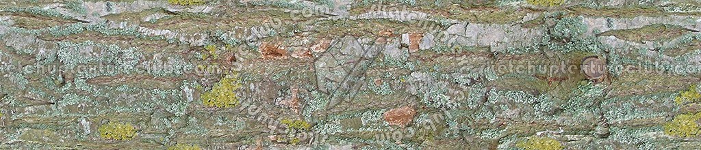 Textures   -   NATURE ELEMENTS   -   BARK  - Bark texture seamless 12338 (seamless)