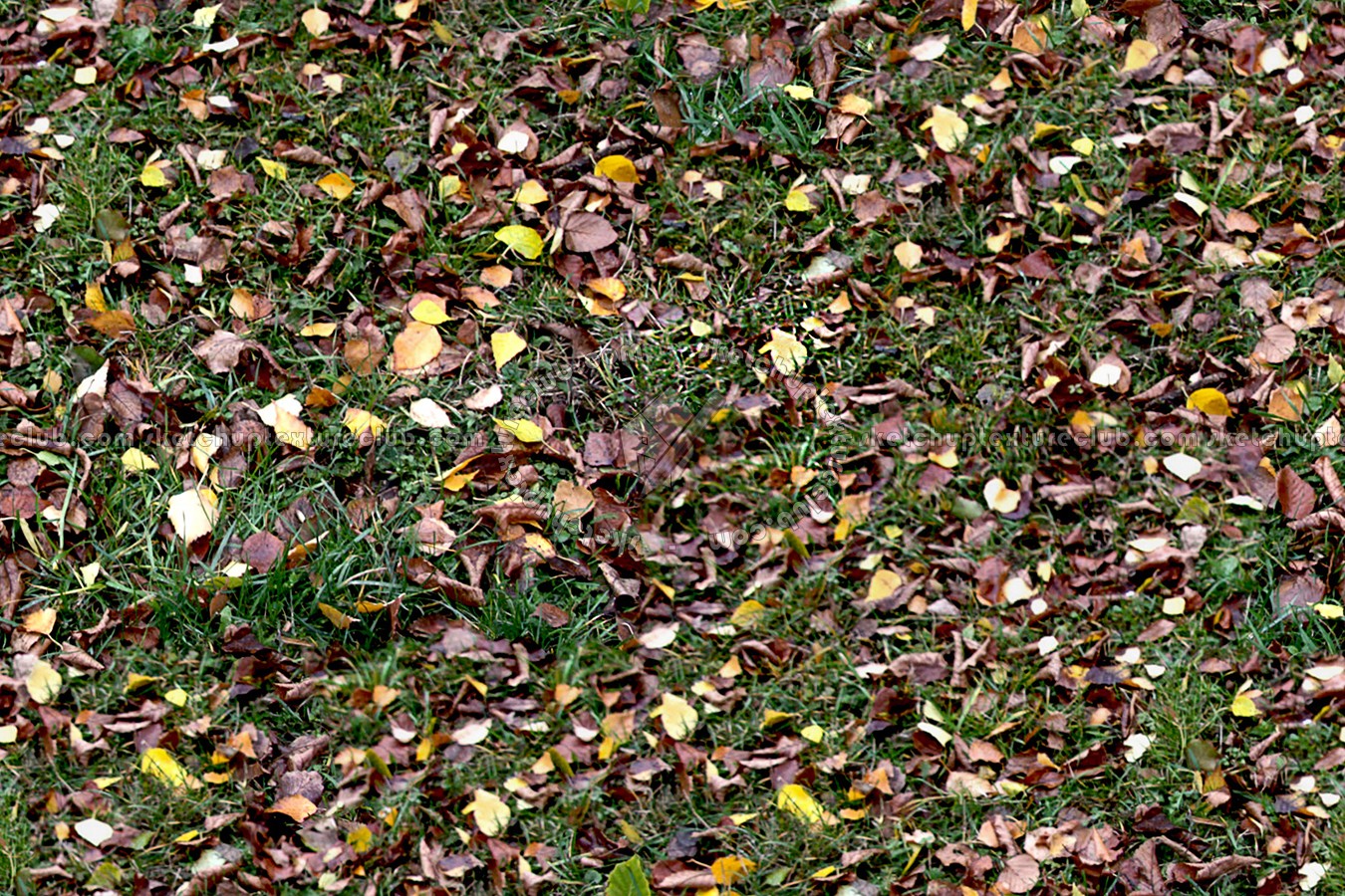 Textures   -   NATURE ELEMENTS   -   VEGETATION   -   Leaves dead  - Leaves dead texture seamless 13149 (seamless)