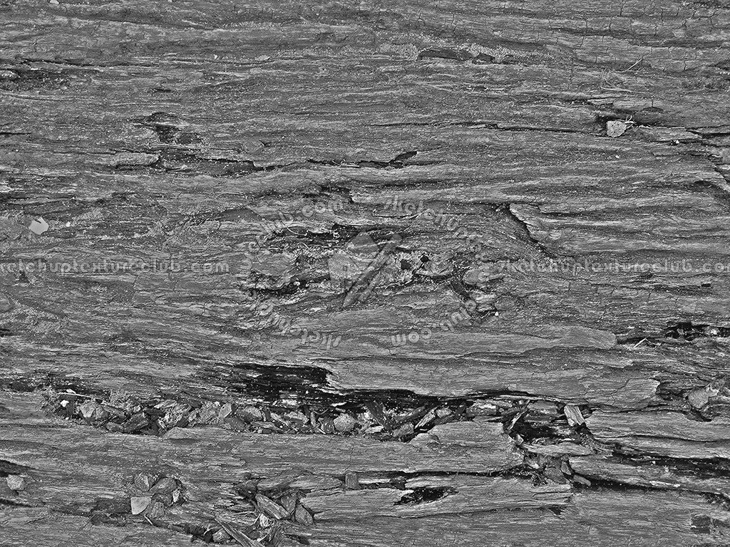 Textures   -   NATURE ELEMENTS   -   BARK  - Bark texture seamless 12342 - Bump