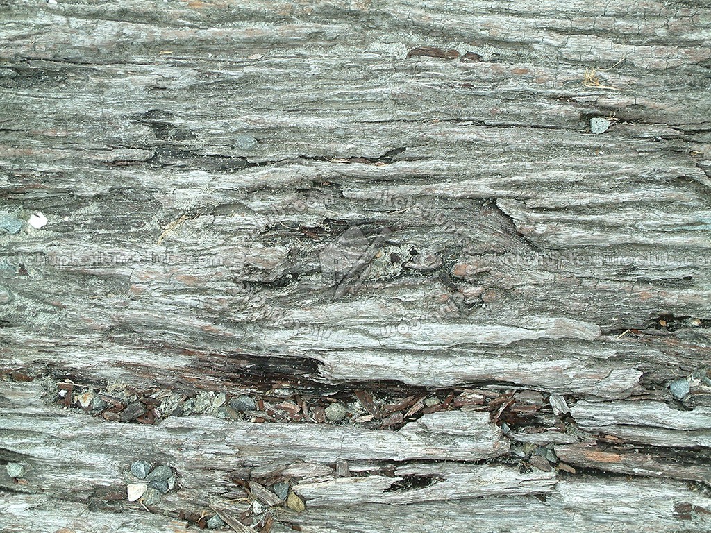 Textures   -   NATURE ELEMENTS   -   BARK  - Bark texture seamless 12342 (seamless)