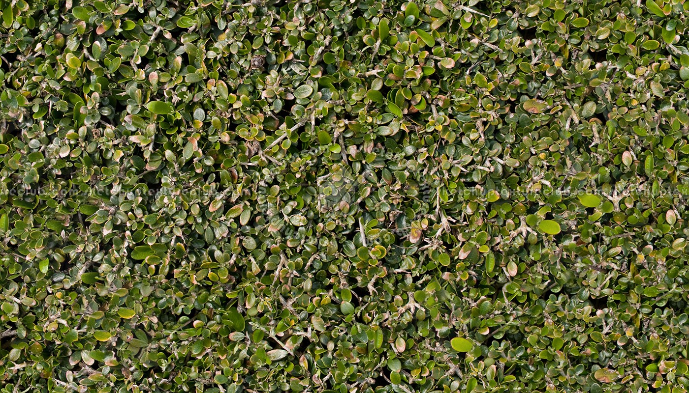 Textures   -   NATURE ELEMENTS   -   VEGETATION   -   Hedges  - Green hedge texture seamless 13105 (seamless)