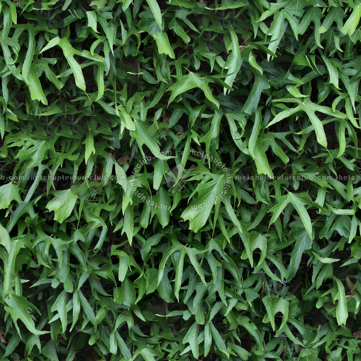 Textures   -   NATURE ELEMENTS   -   VEGETATION   -   Hedges  - Green hedge texture seamless 13108 (seamless)