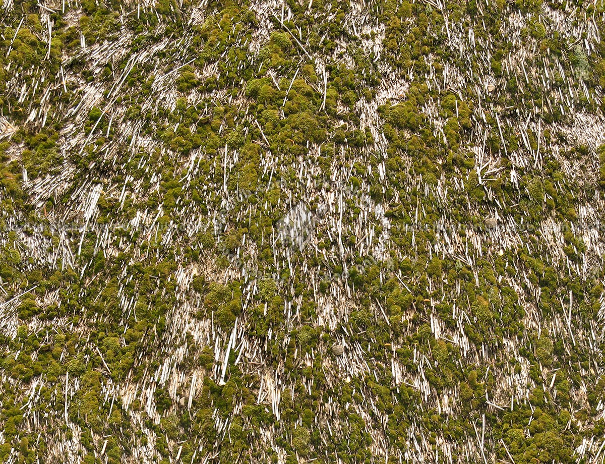 Textures   -   ARCHITECTURE   -   ROOFINGS   -   Thatched roofs  - Thatched roof texture seamless 17351 (seamless)