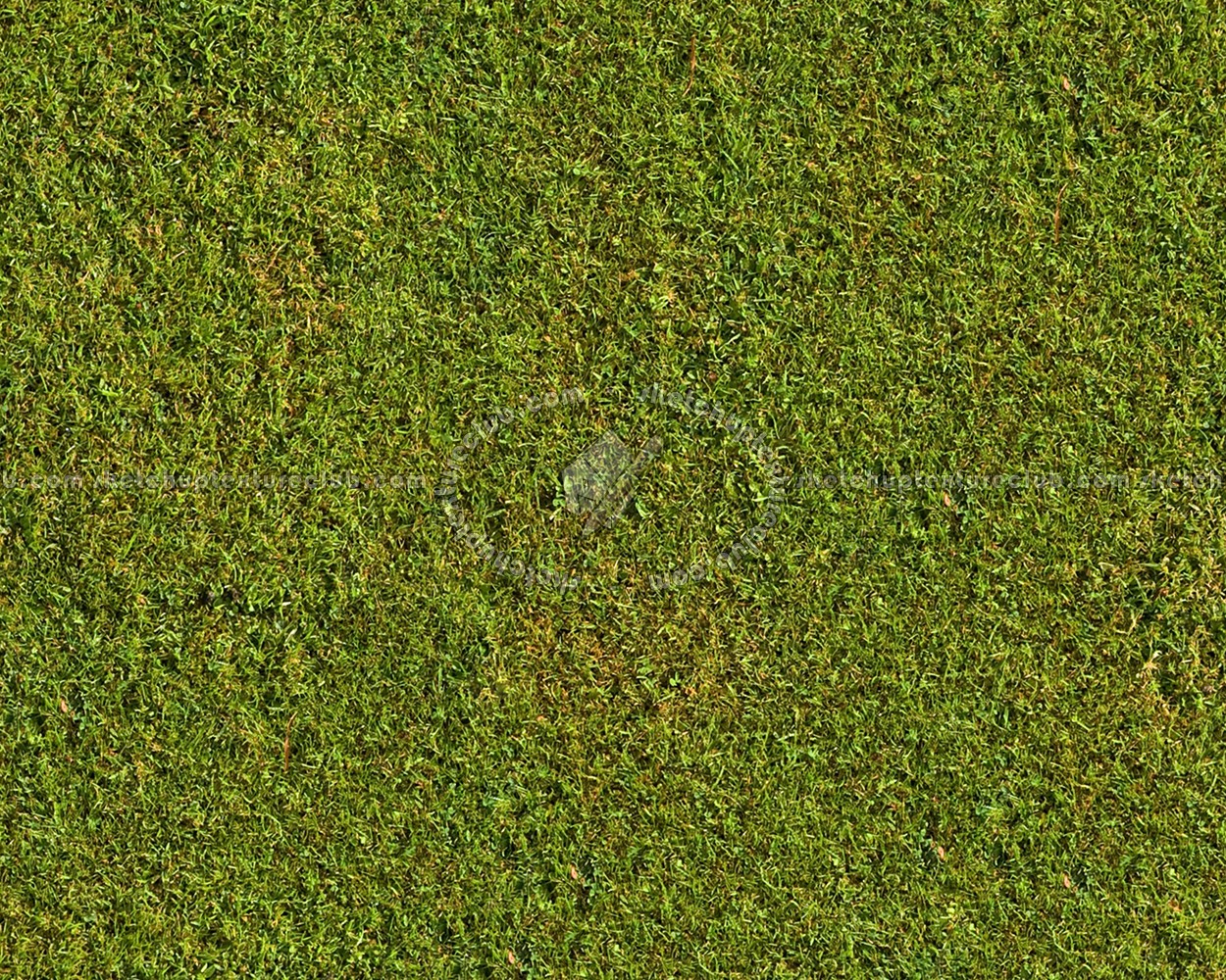 Textures   -   NATURE ELEMENTS   -   VEGETATION   -   Green grass  - Green grass texture seamless 13010 (seamless)