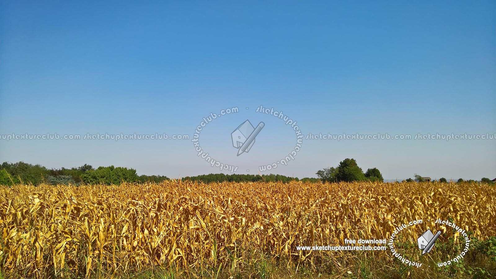 Textures   -   BACKGROUNDS & LANDSCAPES   -   NATURE   -   Countrysides & Hills  - Cornfield countrysides landscape texture 17969