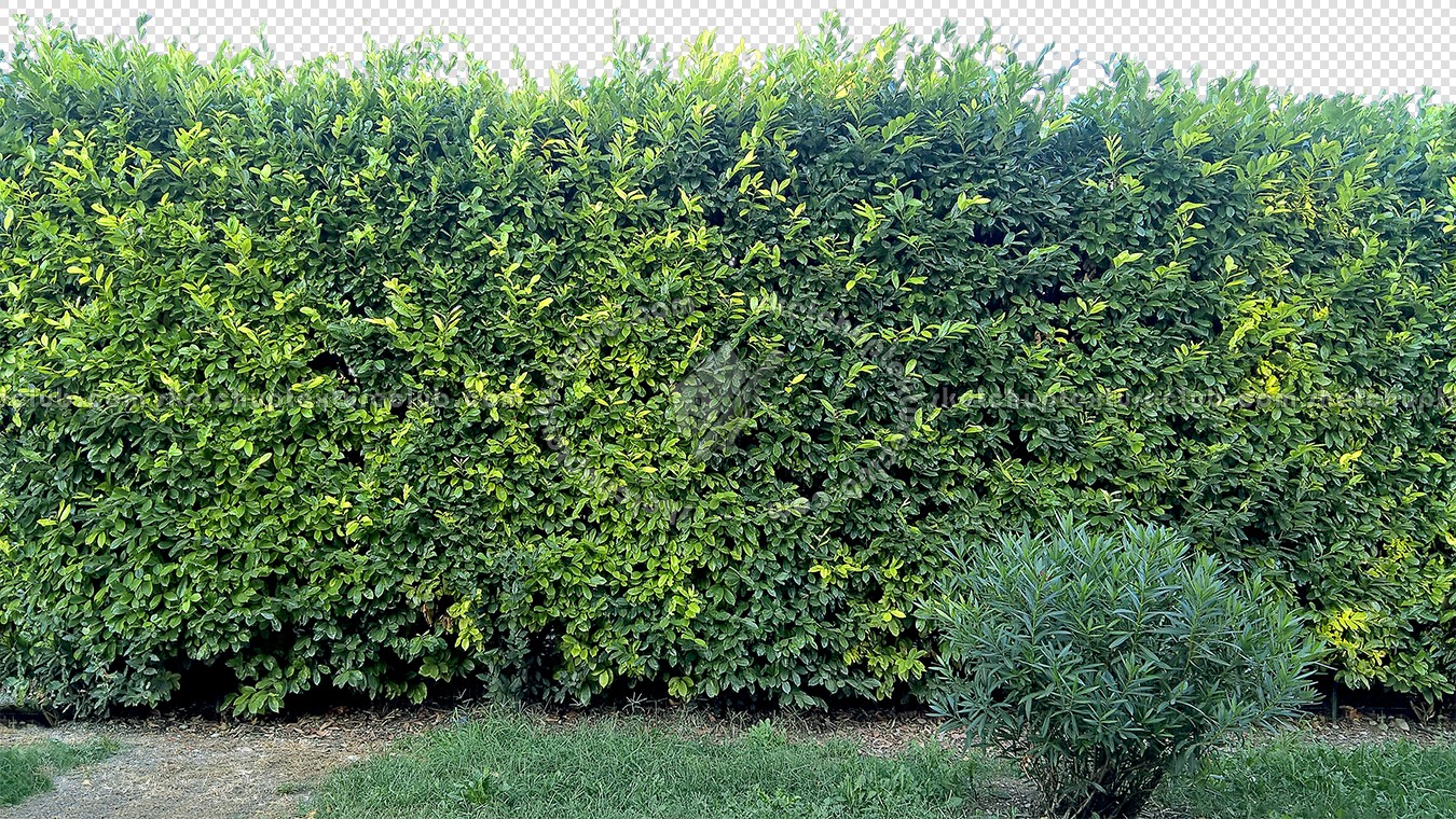 Textures   -   NATURE ELEMENTS   -   VEGETATION   -   Hedges  - Cut out hedge texture seamless 17375 (seamless)