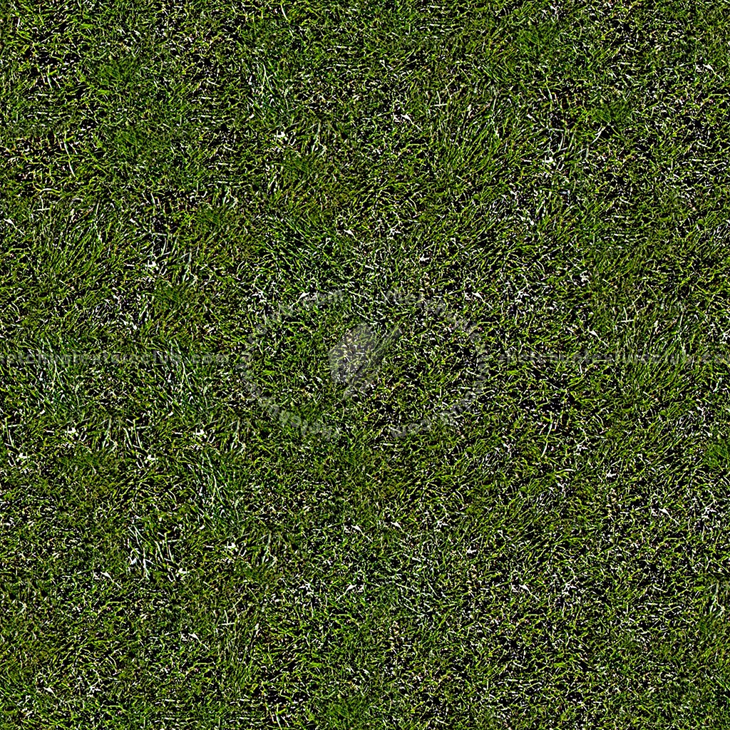 Textures   -   NATURE ELEMENTS   -   VEGETATION   -   Green grass  - Green grass texture seamless 13020 (seamless)