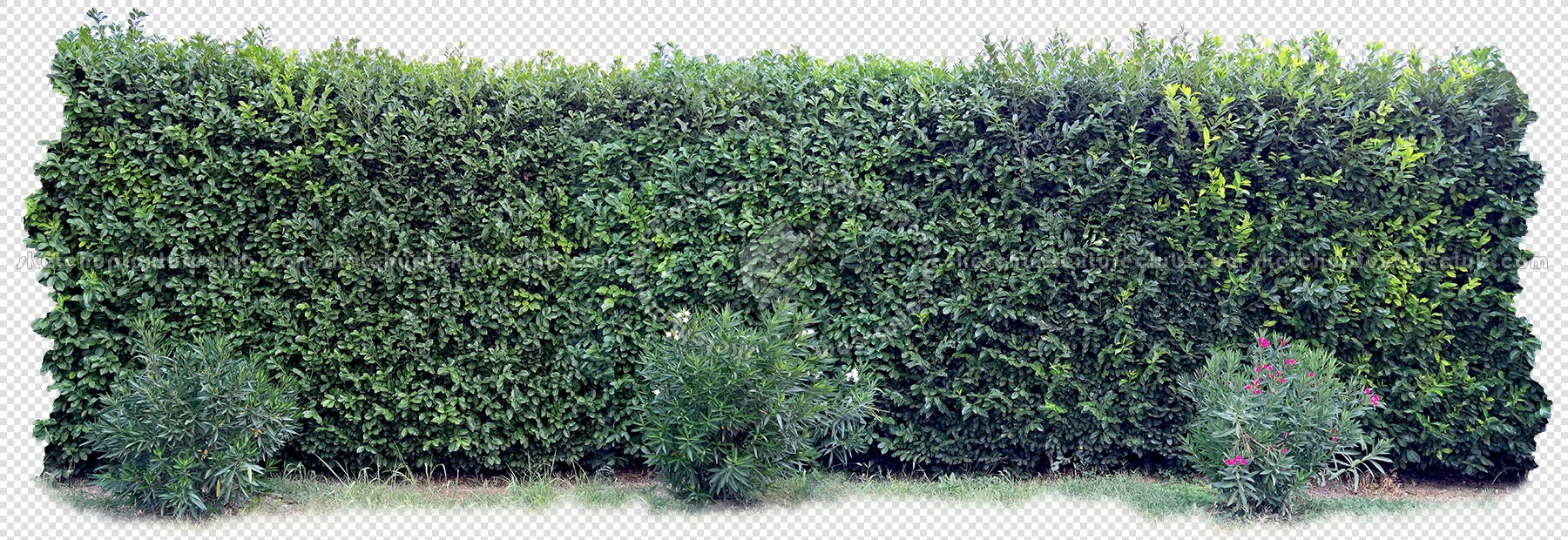Textures   -   NATURE ELEMENTS   -   VEGETATION   -   Hedges  - Cut out hedge texture 17379