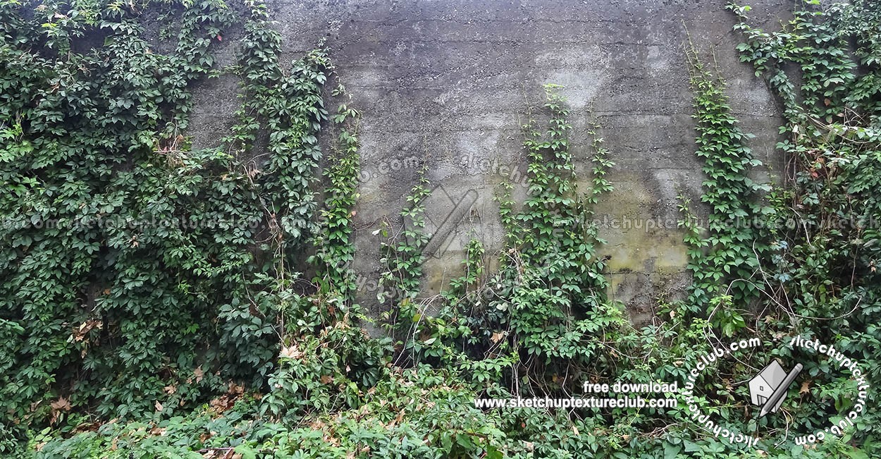 Textures   -   NATURE ELEMENTS   -   VEGETATION   -   Hedges  - Dirt concrete wall with wild creeper texture horizontal seamless 18409 (seamless)