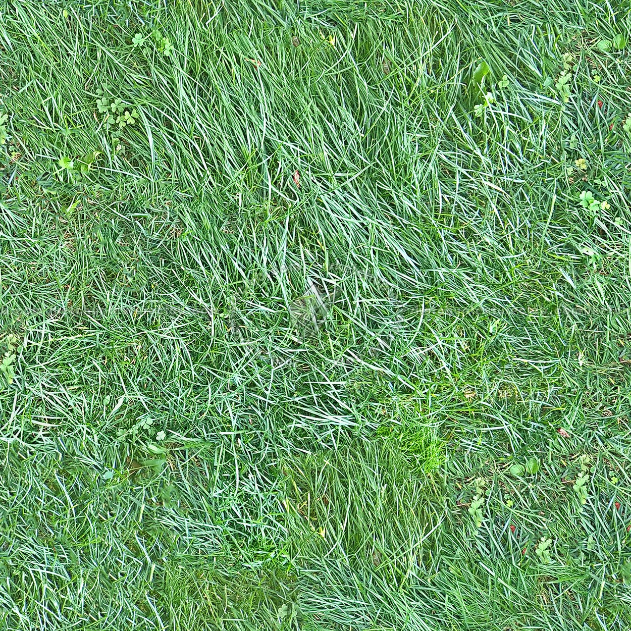 Textures   -   NATURE ELEMENTS   -   VEGETATION   -   Green grass  - Green grass texture seamless 13034 (seamless)