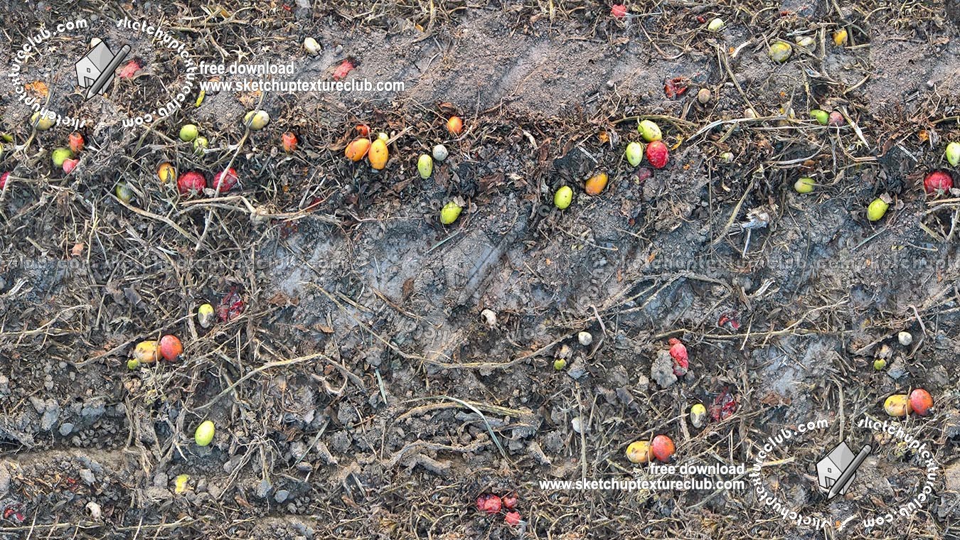 Textures   -   NATURE ELEMENTS   -   SOIL   -   Ground  - Ground after the tomato harvest texture seamless 18226 (seamless)