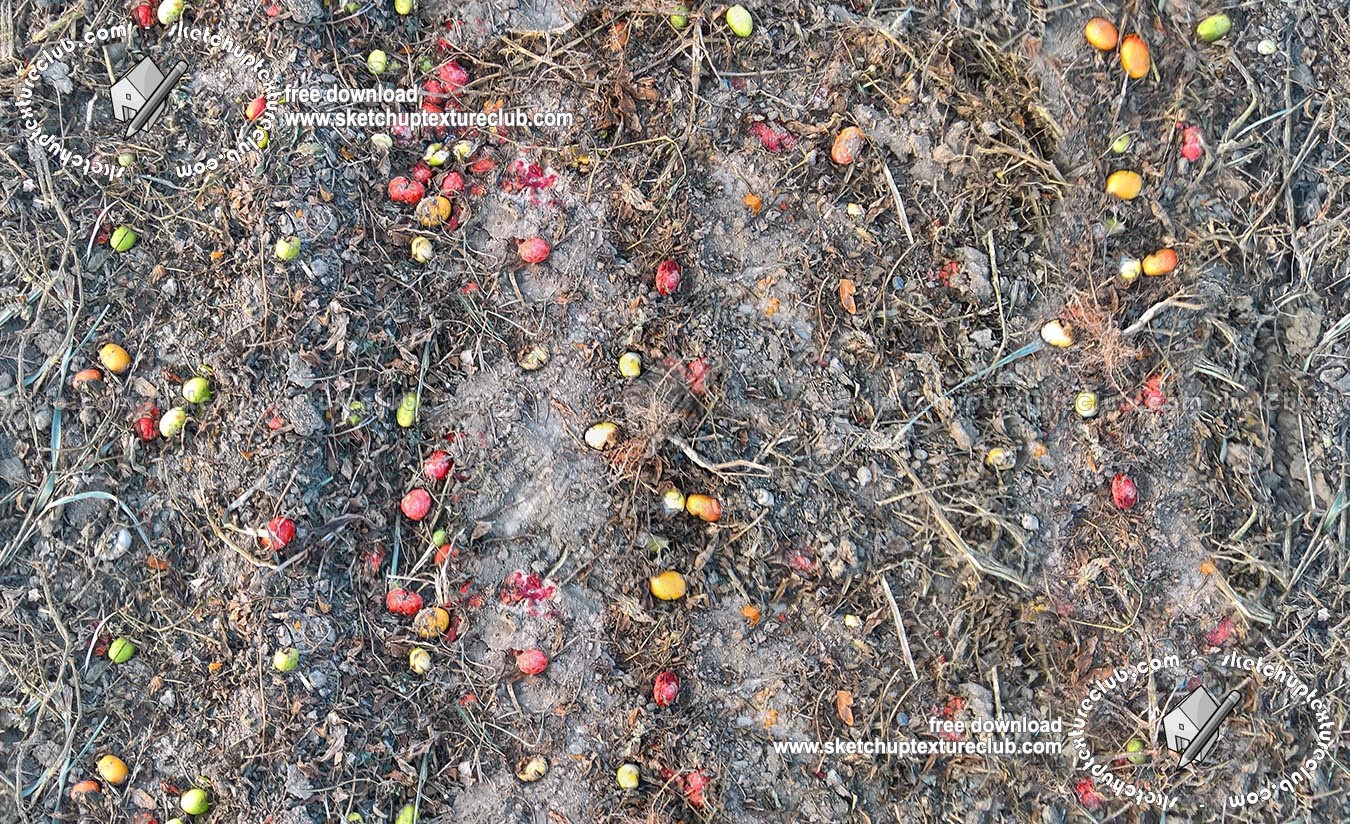 Textures   -   NATURE ELEMENTS   -   SOIL   -   Ground  - Ground after the tomato harvest texture seamless 18227 (seamless)