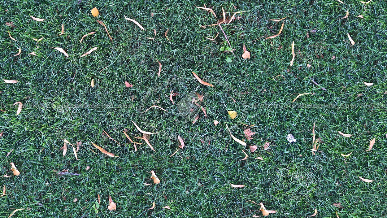 Textures   -   NATURE ELEMENTS   -   VEGETATION   -   Green grass  - Green grass texture seamless 17745 (seamless)