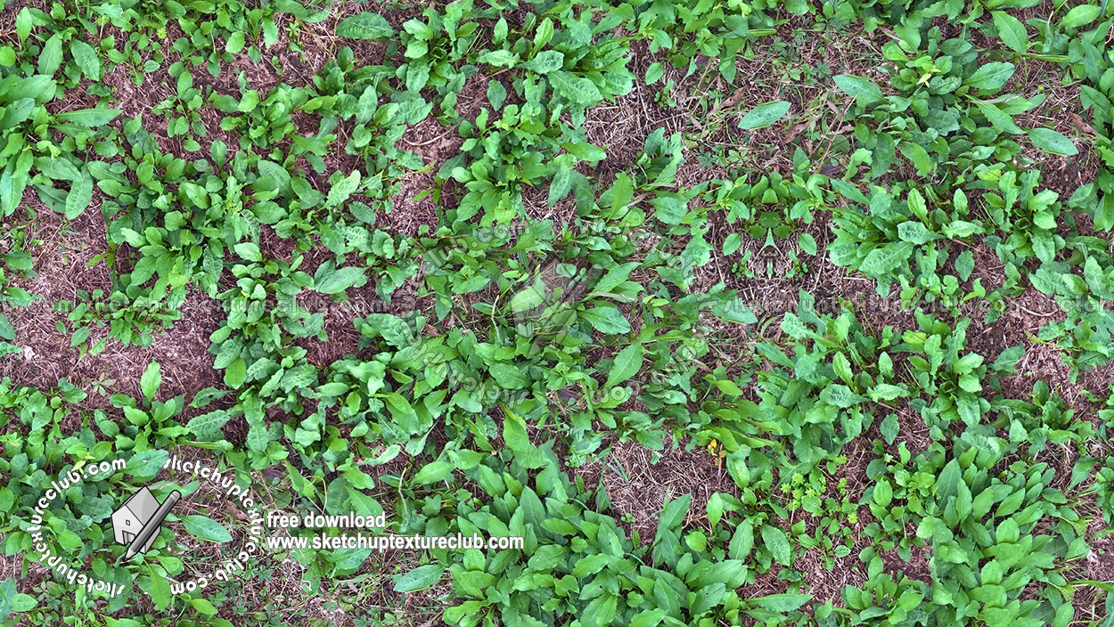 Textures   -   NATURE ELEMENTS   -   VEGETATION   -   Green grass  - Green grass texture seamless 17954 (seamless)