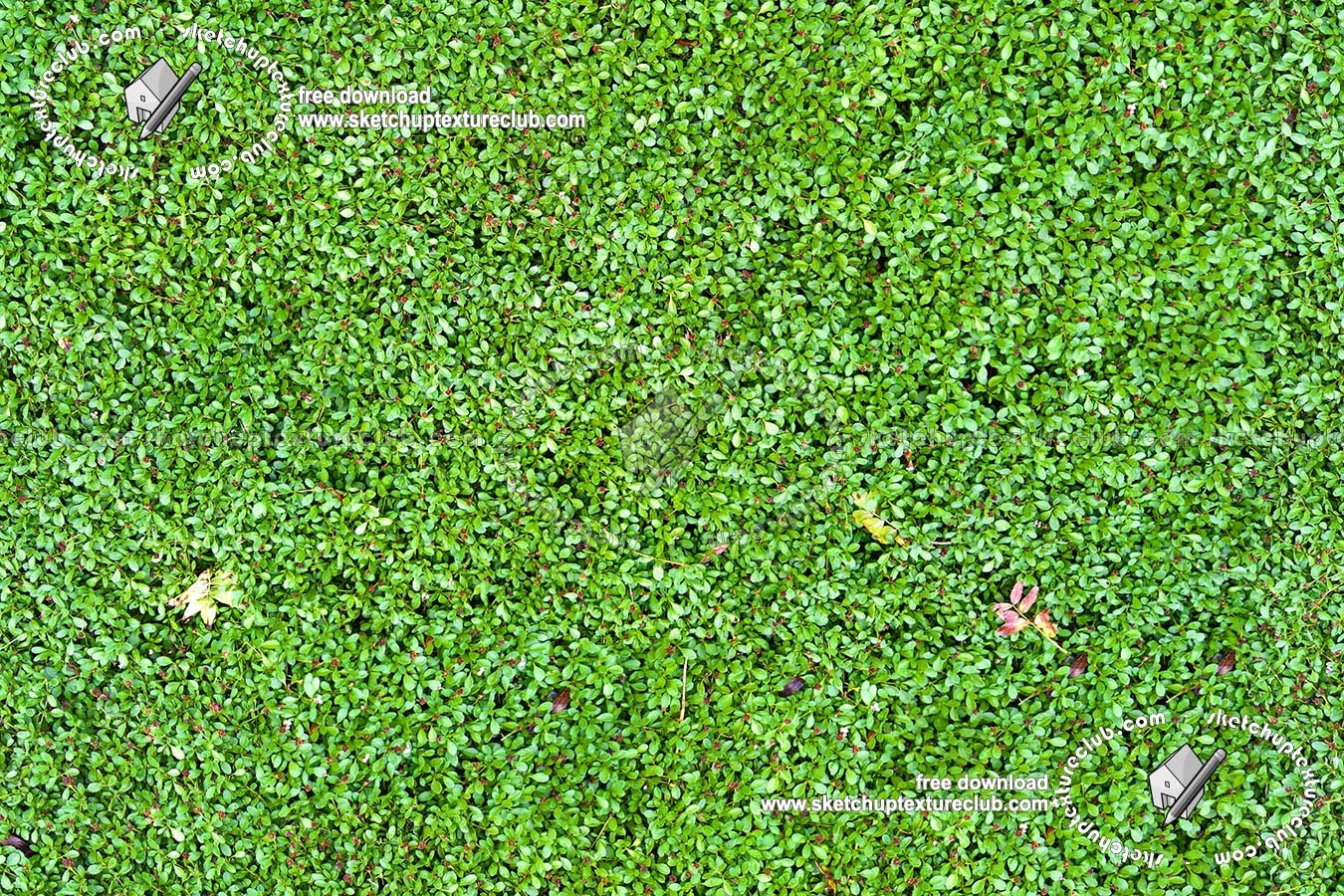 Textures   -   NATURE ELEMENTS   -   VEGETATION   -   Green grass  - Fat grass texture seamless 18844 (seamless)